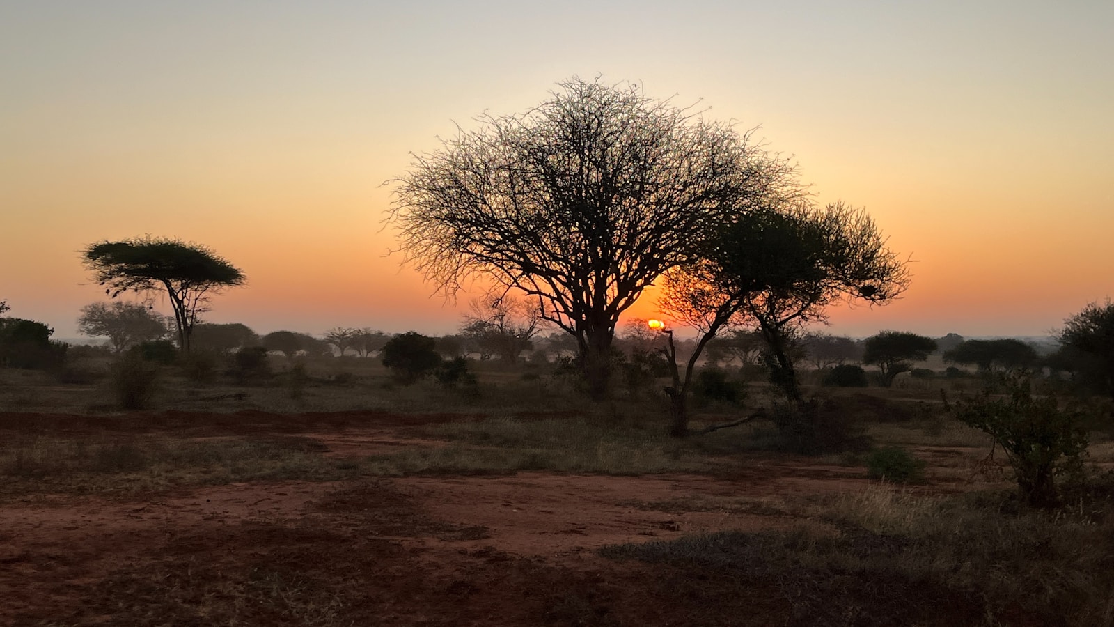 Acacia Savanna Sunset