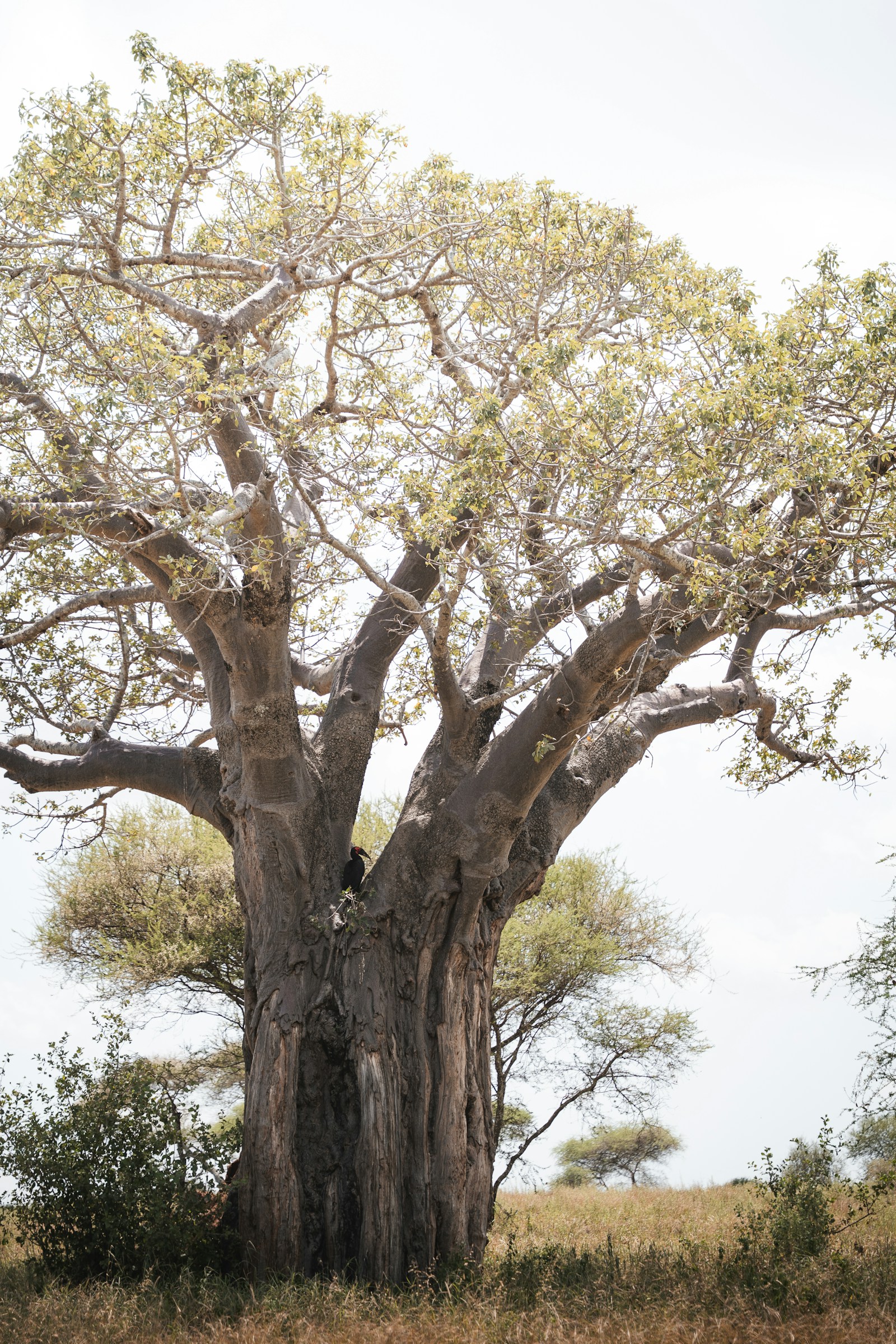 An ancient baobab standing alone against a clear sky