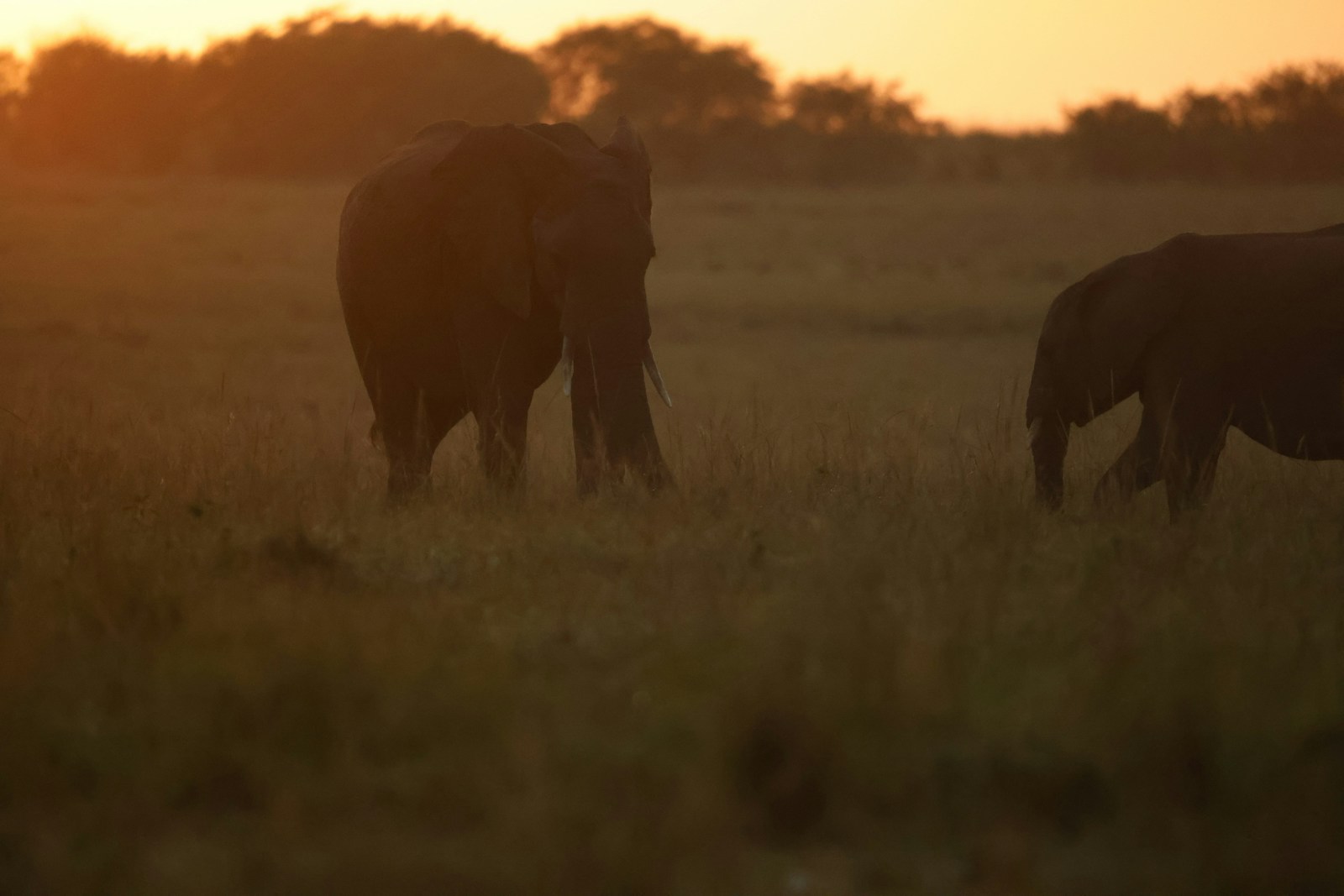 Two elephants lit by golden afternoon light in Tarangire