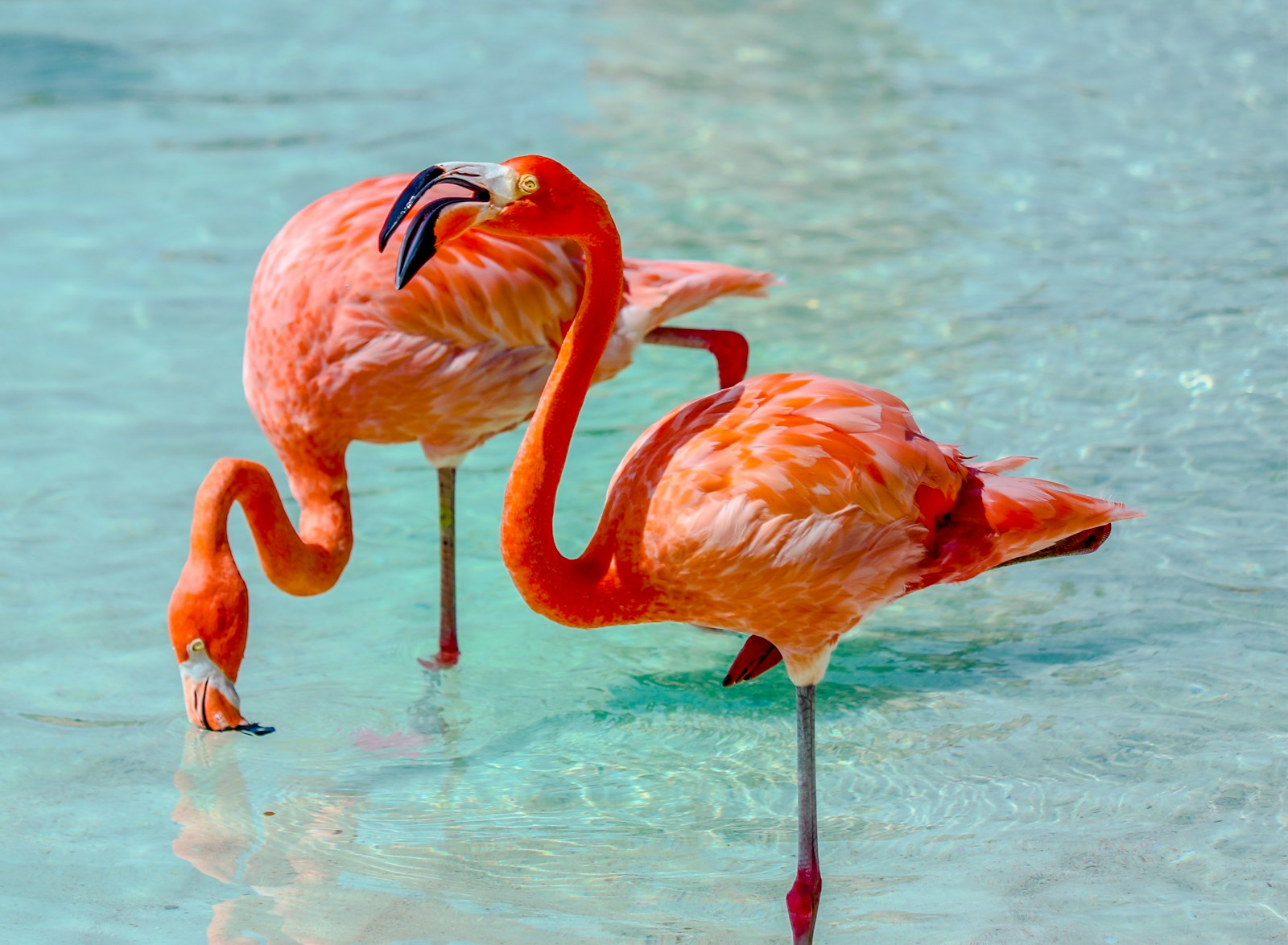 Flamingos wading in pink alkaline water at Lake Magadi