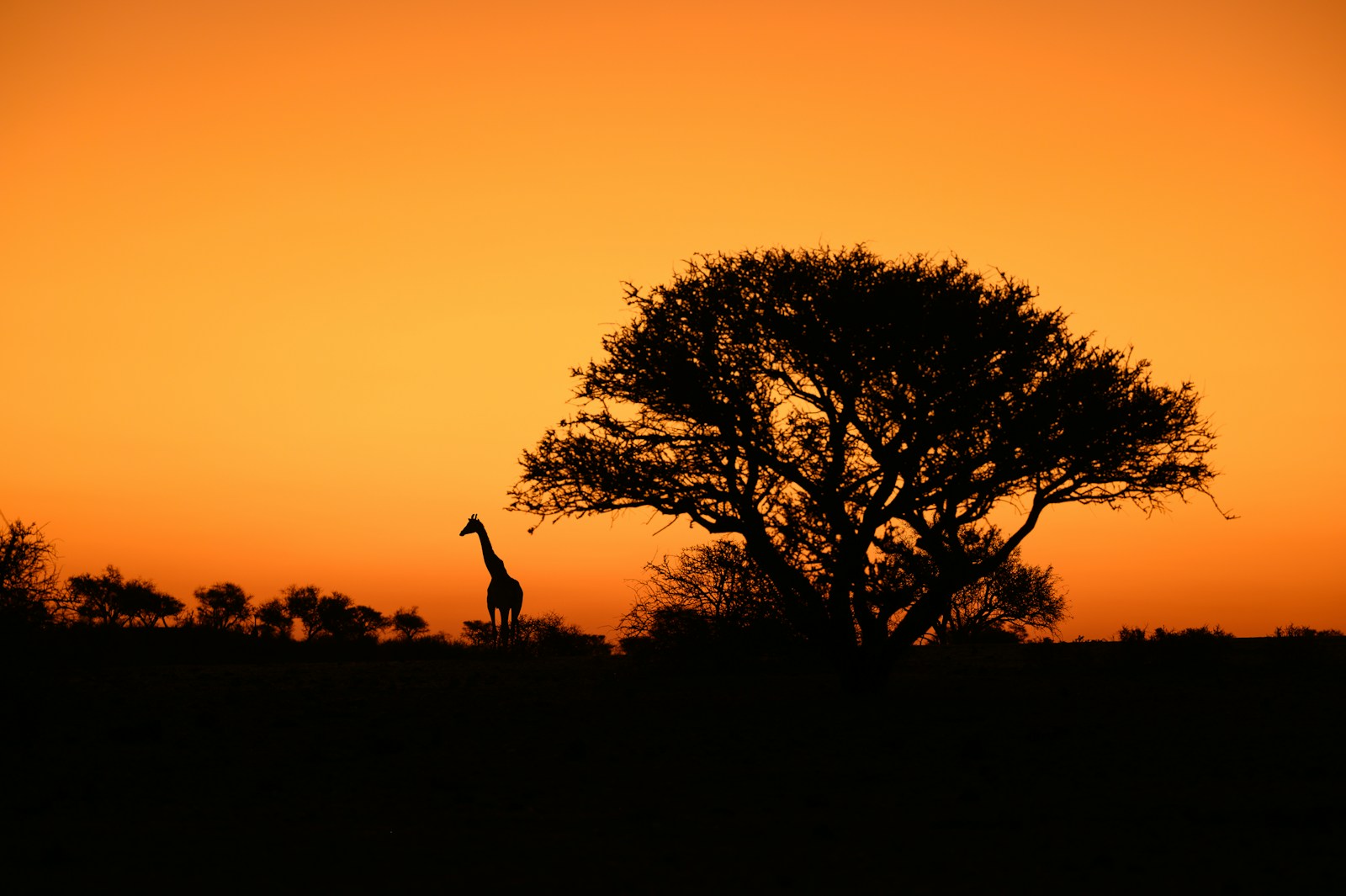 Animated silhouettes across the horizon.