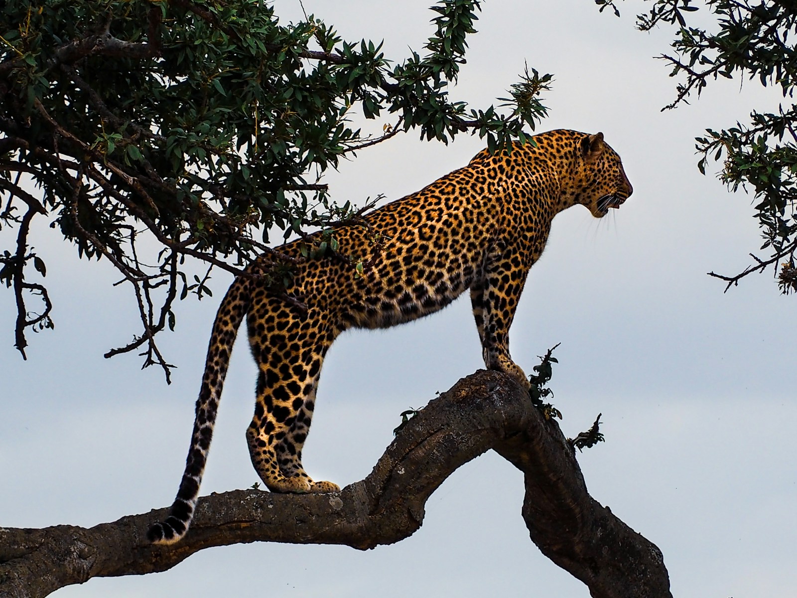 A leopard, draped over a branch — barely there.