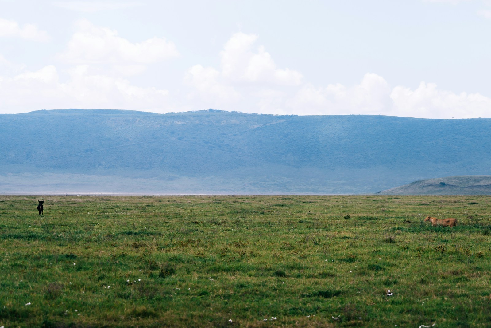 The vast Serengeti plains in green season, low light raking across the grass